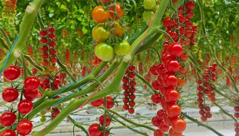 images/1756107561552grading cherry tomato.jpg